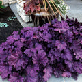 Heuchera x 'TNHEUFP'  - Forever® Purple Coral Bells
