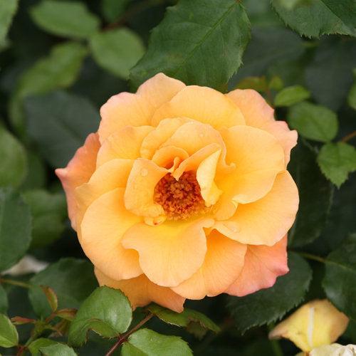 Rosa x 'CHEWGEWEST'  - Oso Easy® Suñorita® Rose