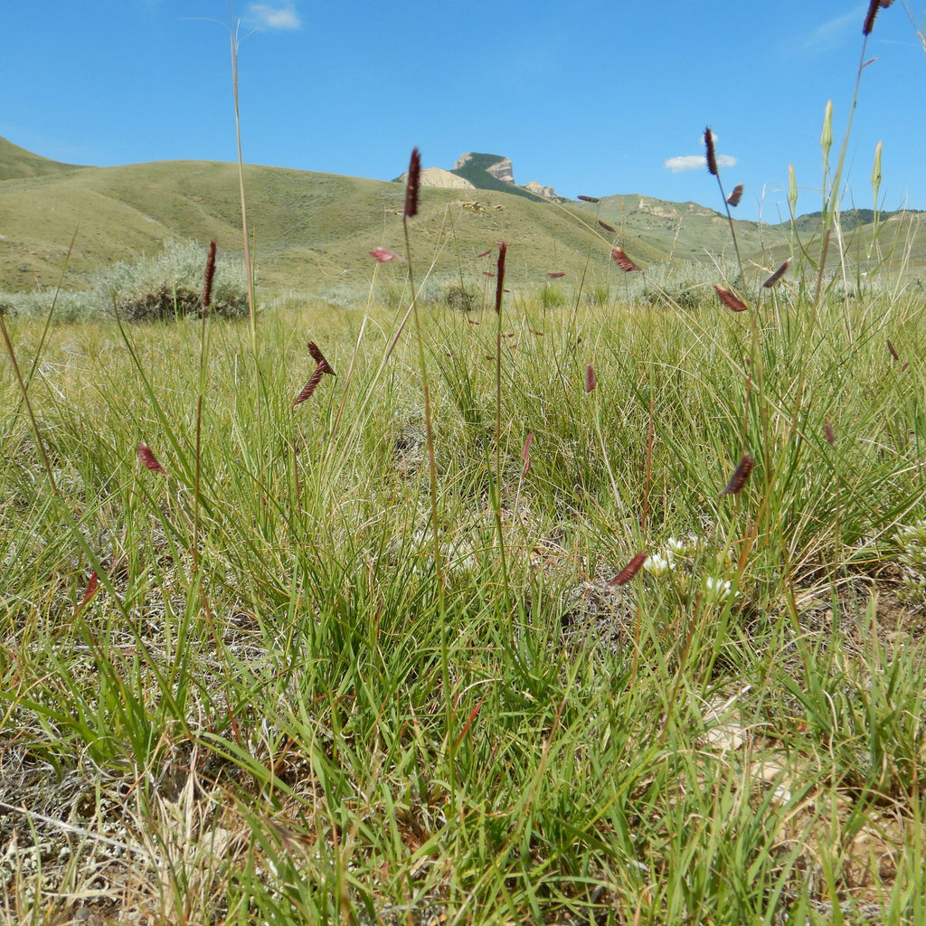 Bouteloua gracilis  - Blue Grama, Mosquito Grass