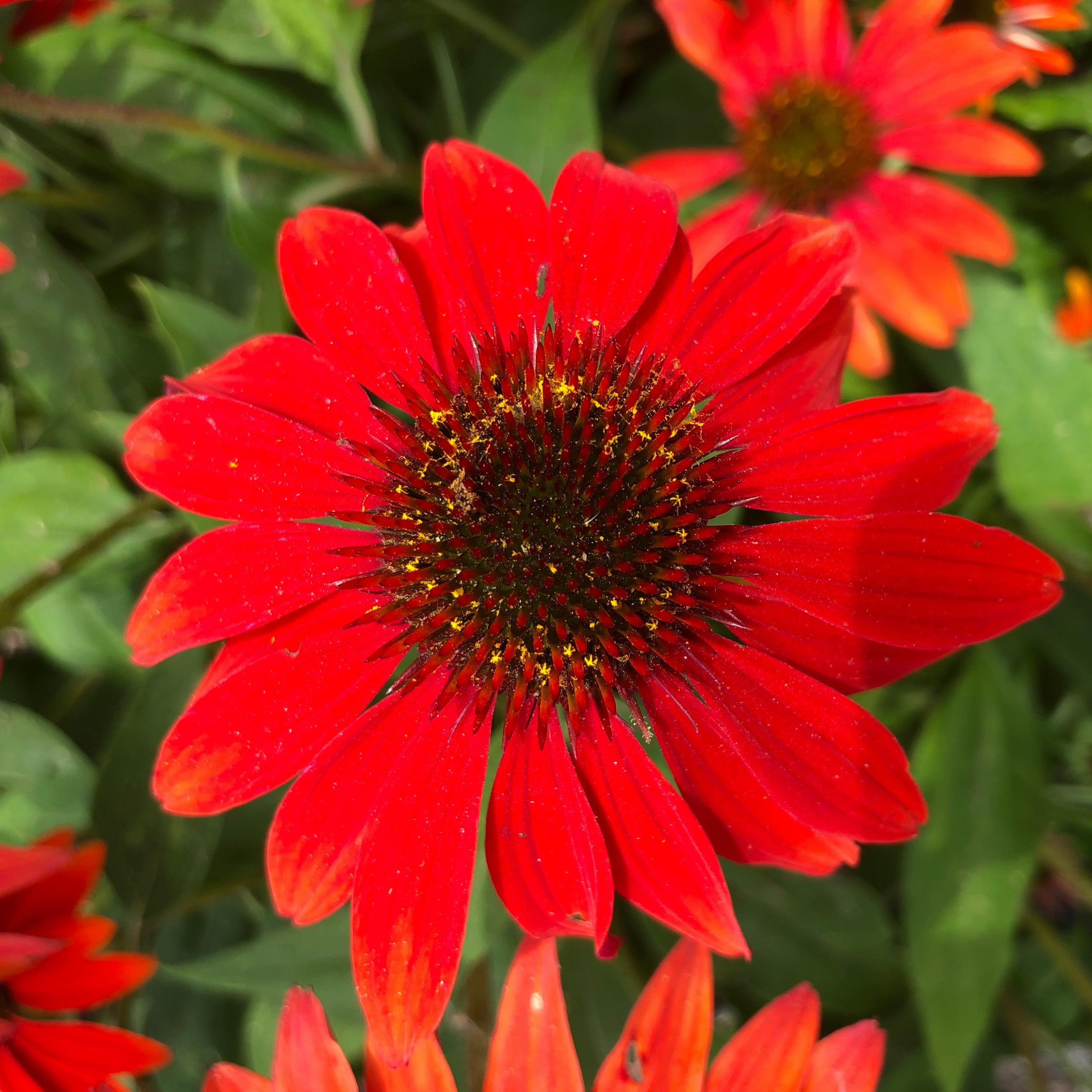 Echinacea x 'Balsomanita' PPAF  - Sombrero® Sangrita Coneflower