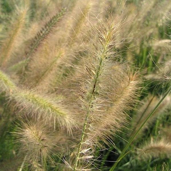 Miscanthus sinensis 'Morning Light'  - Morning Light Maiden Grass