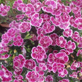 Dianthus plumaris 'Delilah Bicolor Purple'  - Delilah™ Bicolor Purple Dianthus
