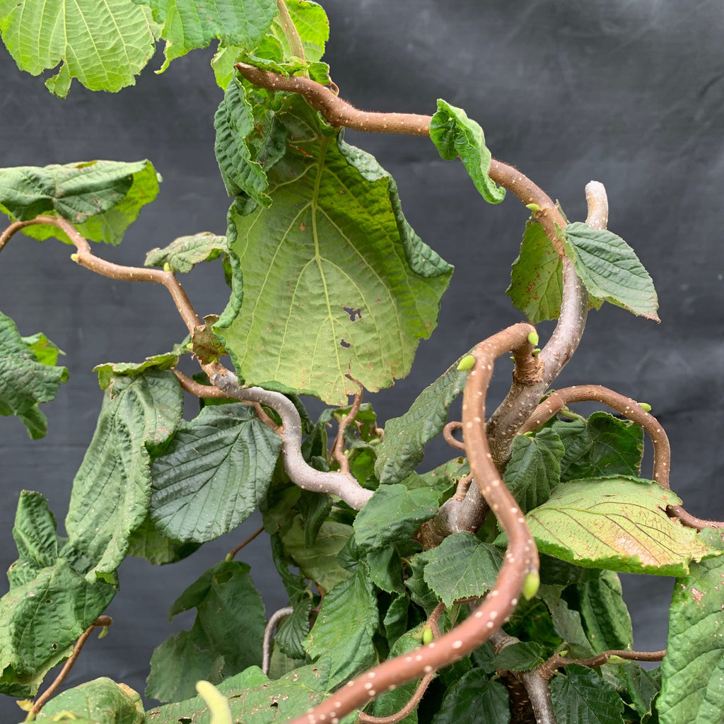 Corylus avellana 'Contorta'  - Contorted Filbert, Harry Lauder’s Walking Stick