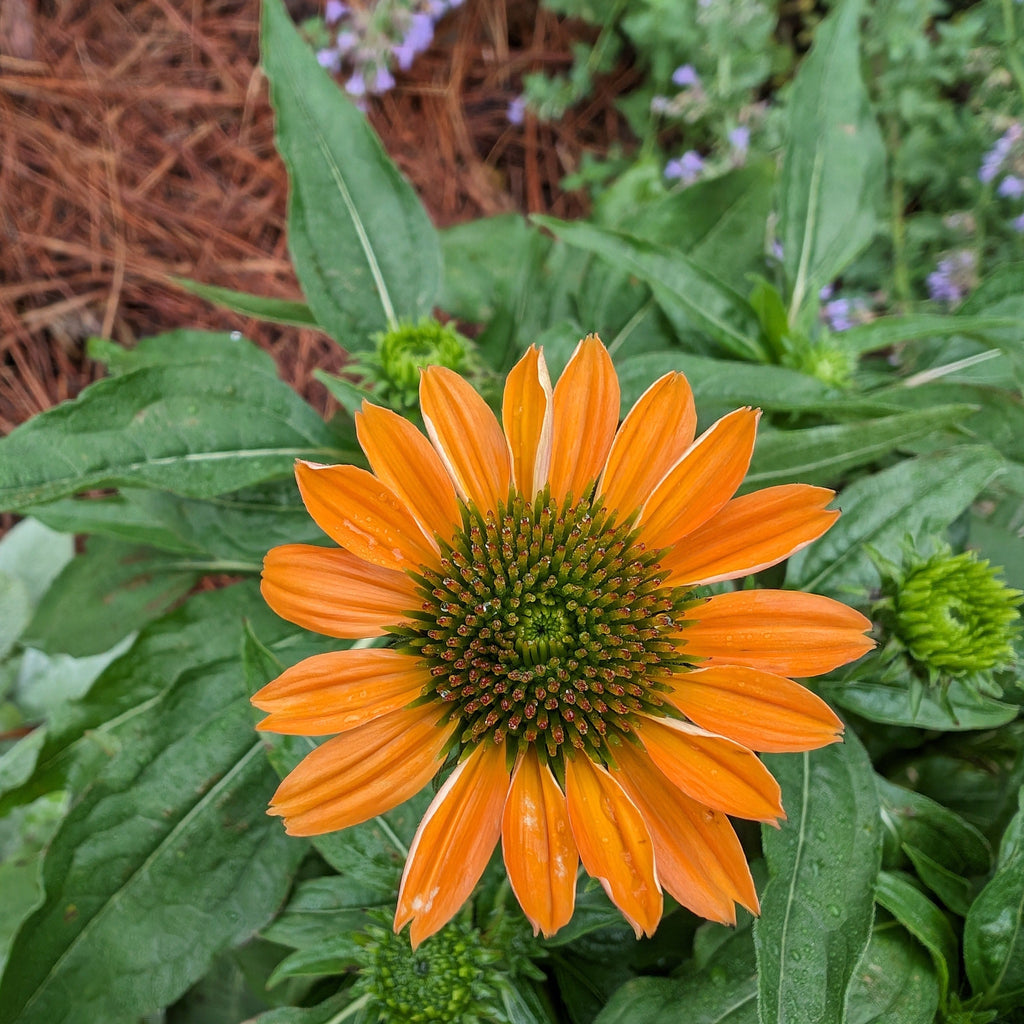 Echinacea x 'Balsomador' PP #26,639  - Sombrero® Adobe Orange Improved Coneflower