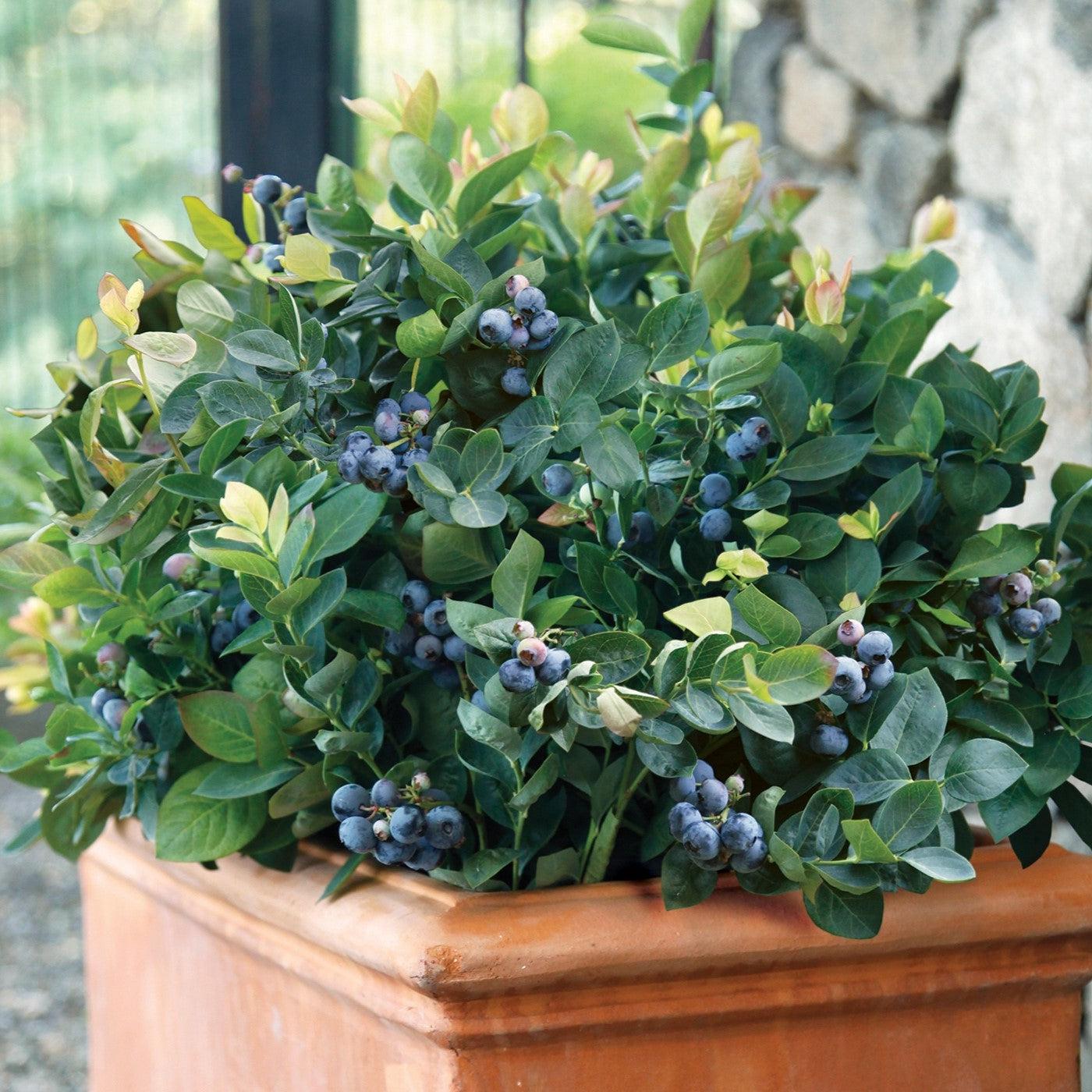 Vaccinium corymbosum 'ZF06-043'  - Peach Sorbet® Blueberry