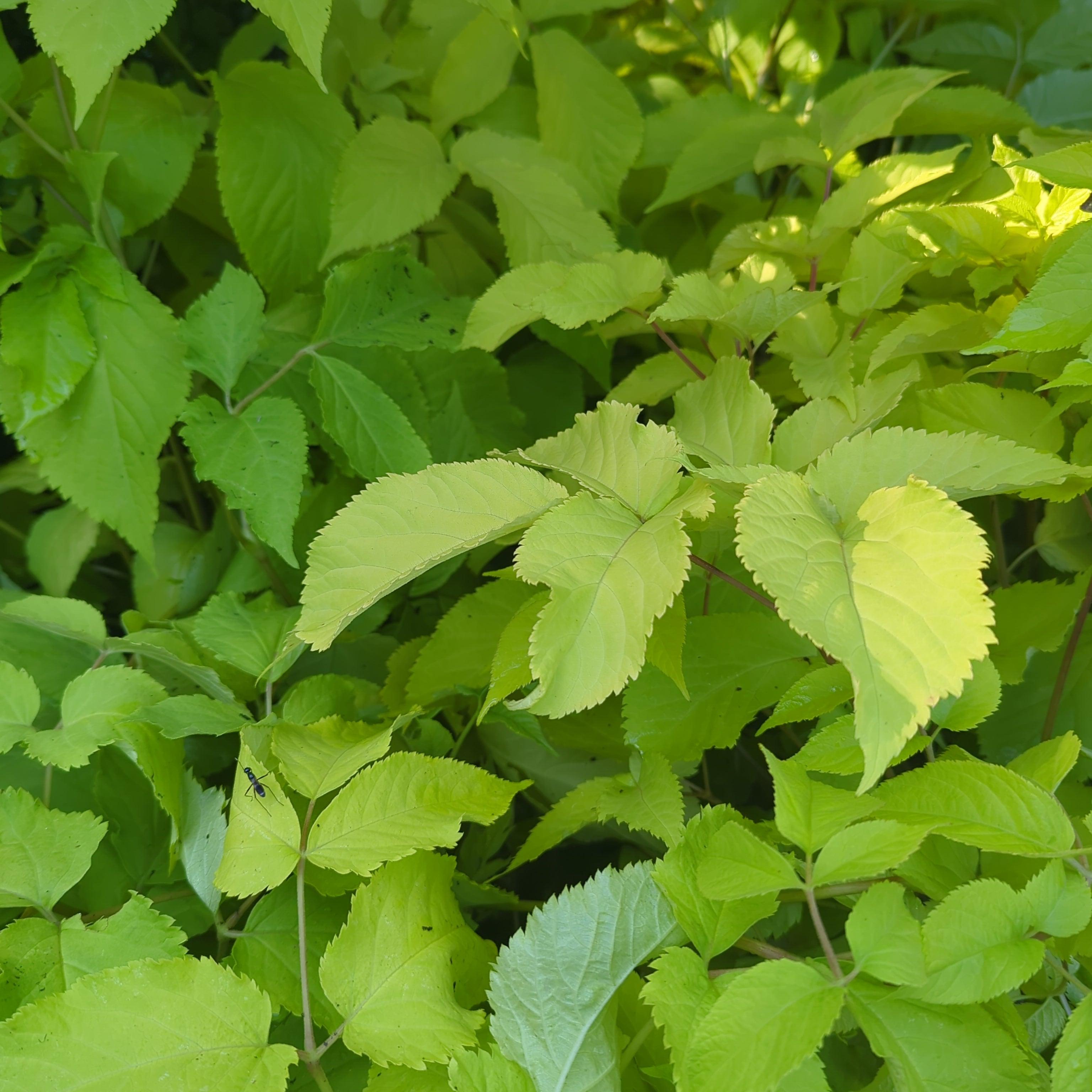 Aralia cordata 'Sun King'  - Sun King Golden Japanese Spikenard