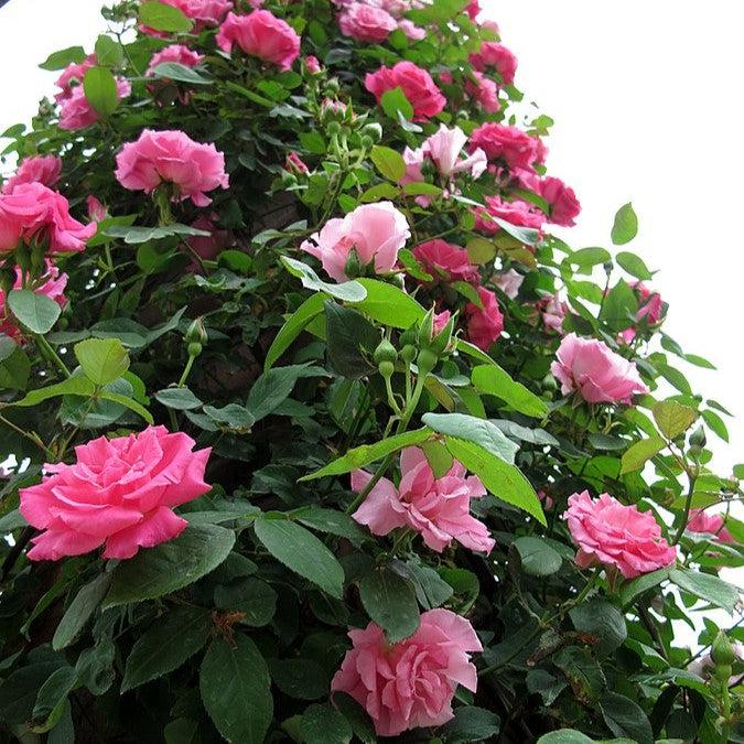 Rosa 'Zéphirine Drouhin'  - Zéphirine Drouhin Rose