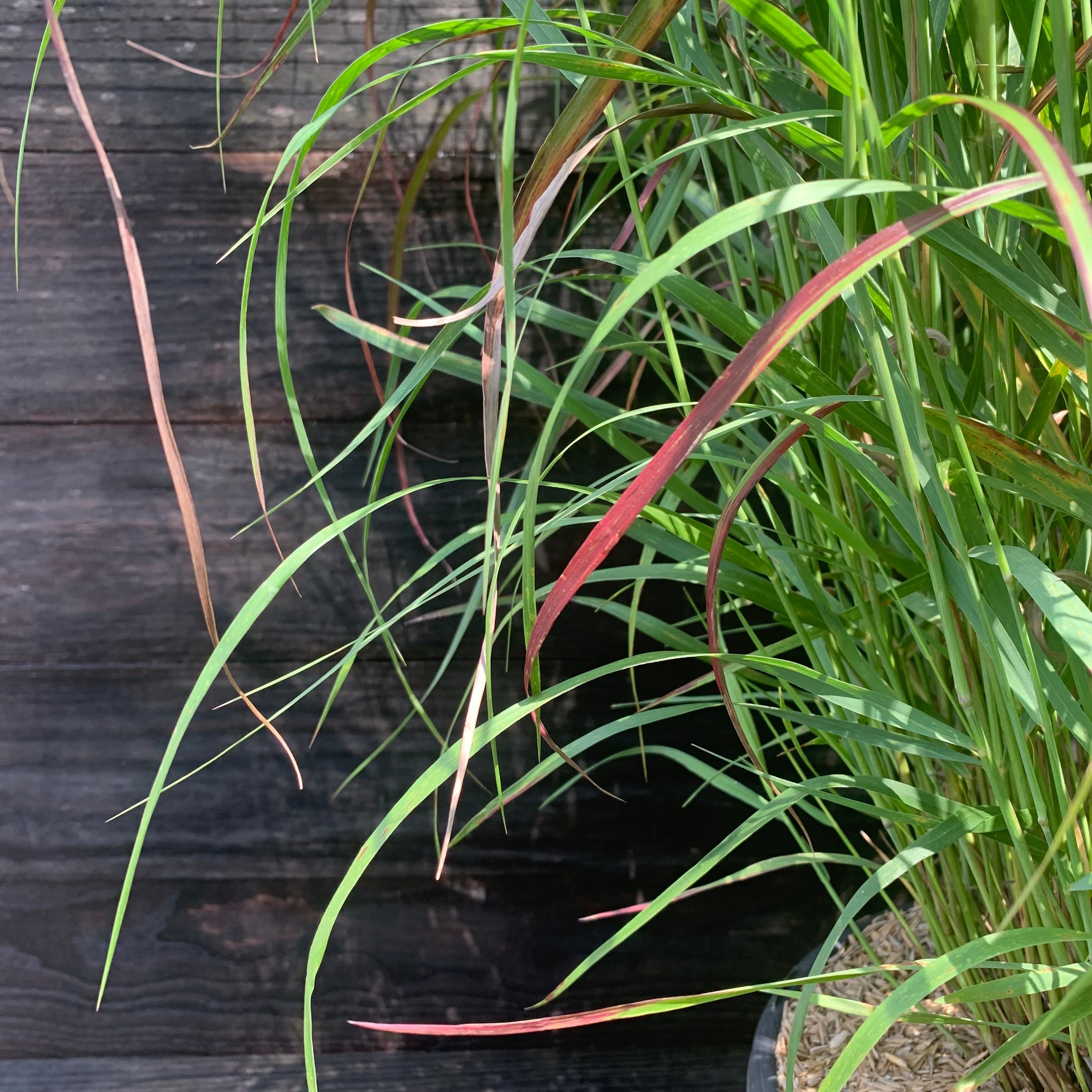 Panicum virgatum 'Shenandoah'  - Shenandoah Switch Grass