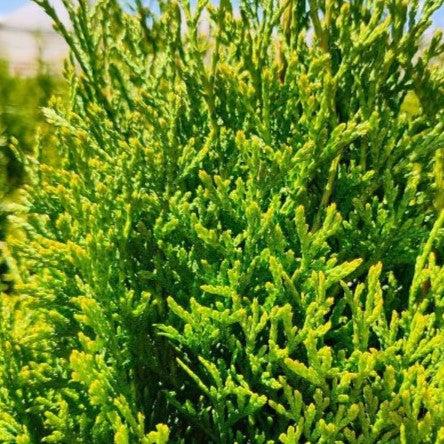 Thuja occidentalis 'Art Boe' PP22,174  - North Pole® Arborvitae