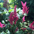Astilbe 'Versred'  - Younique™ Ruby Red Astilbe