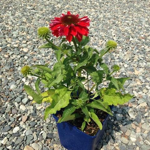 Echinacea x 'Balsomsed' PP23105  - Sombrero® Salsa Red Coneflower