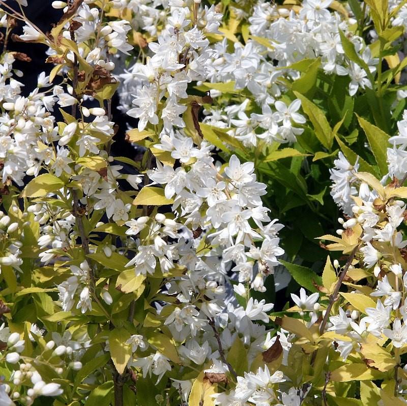 Deutzia gracilis 'Duncan' PP16,098  - Chardonnay Pearls® Deutzia