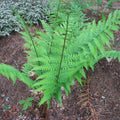 Dryopteris x australis  - Dixie Wood Fern