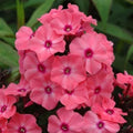 Phlox paniculata 'Ditomdre' PP20,907  - First Editions® Coral Crème Drop™ Phlox