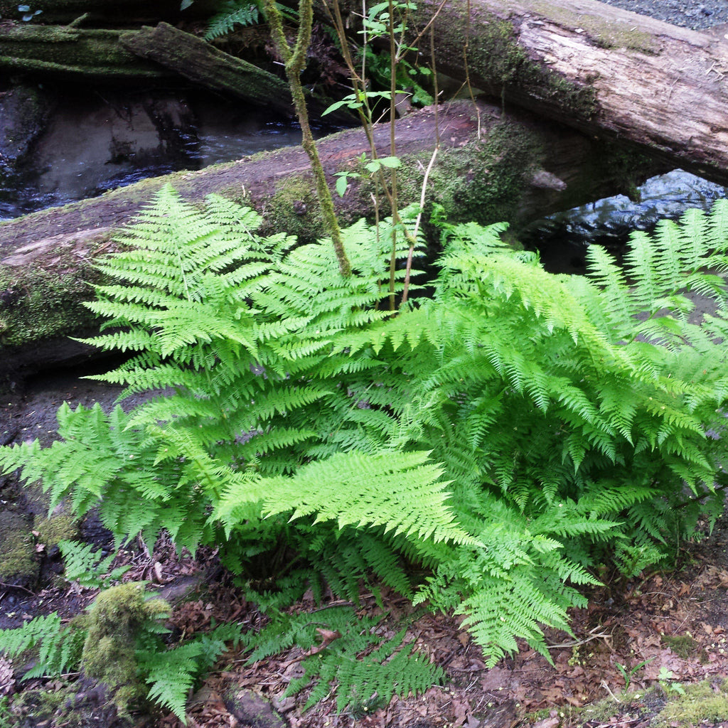 Athyrium filix-femina  - Lady Fern