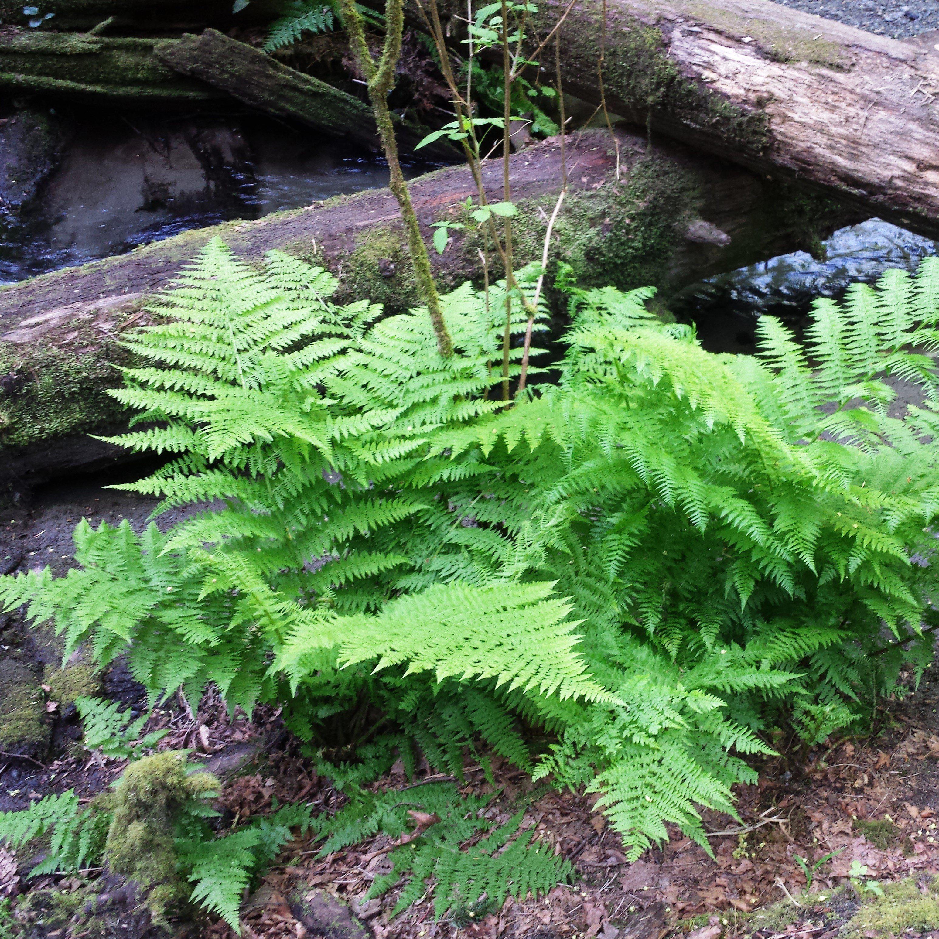 Athyrium filix-femina  - Lady Fern