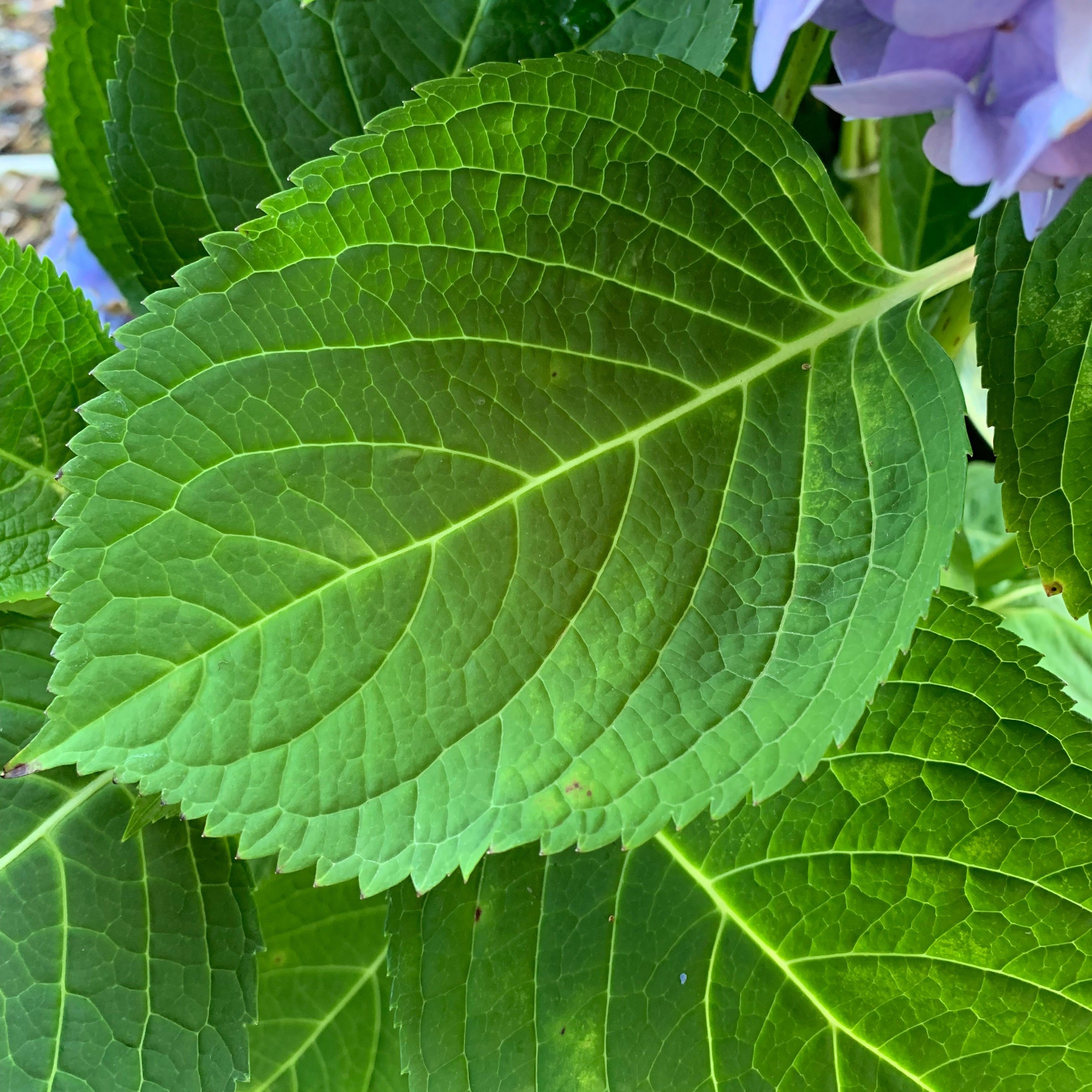Hydrangea macrophylla 'Bailmer’  - Endless Summer® The Original Hydrangea