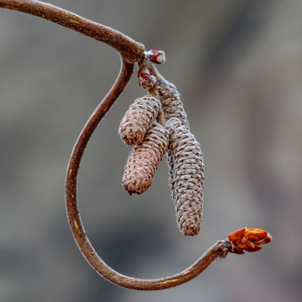 Contorted Filbert Fall Color Corylus avellana 'Contorta' - Contorted Filbert, Harry Lauder’s Walkin ...