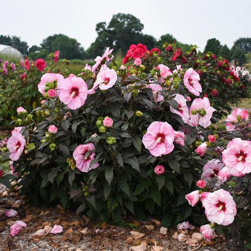 Hibiscus 'Cherry Choco Latte'  - Summerific® Cherry Choco Latte Hibiscus