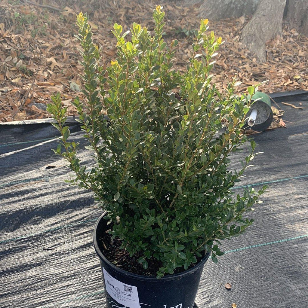 Buxus microphylla japonica 'Gregem'  - Baby Gem™ Boxwood