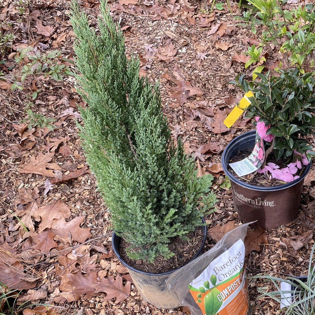 Juniperus chinensis 'Blue Point'  - Blue Point Juniper