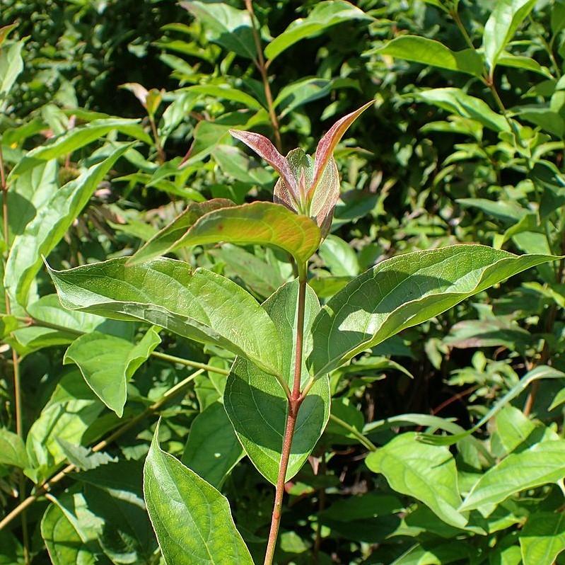 Cornus racemosa  - Gray Dogwood