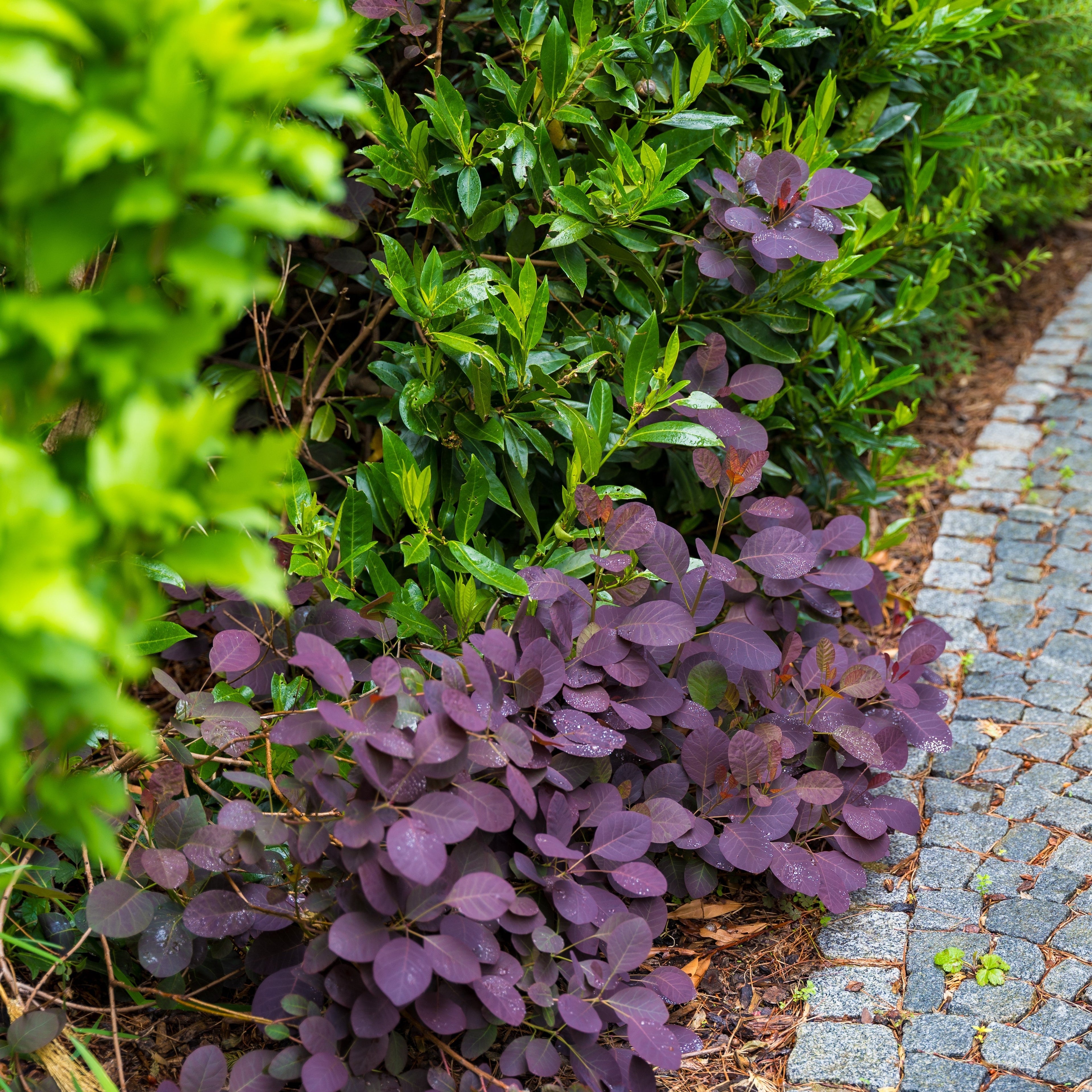 Cotinus coggygria 'Cotsidh5'  - Velveteeny™ Dwarf Purple Smoke Bush