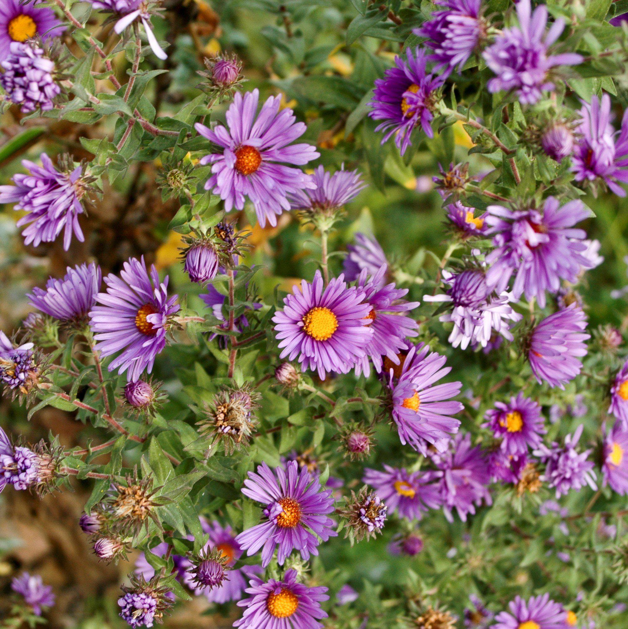 Aster novae-angliae  - New England Aster