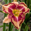 Hemerocallis 'Lake of Fire'  - Rainbow Rhythm® Lake of Fire Daylily