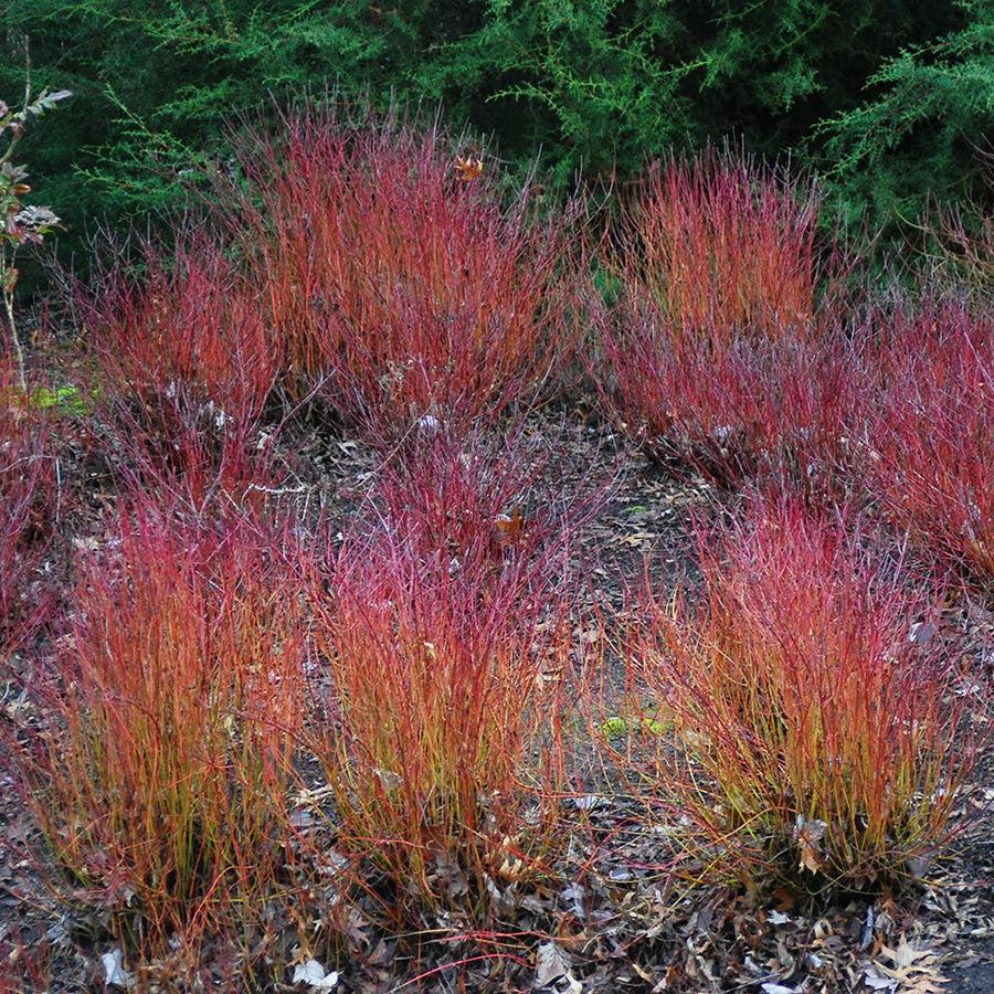 Cornus sericea 'Kelseyi'  - Kelseyi Red Twig Dogwood