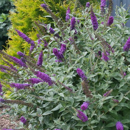 Buddleja x 'Miss Violet' PP #28,448  - Miss Violet Butterfly Bush