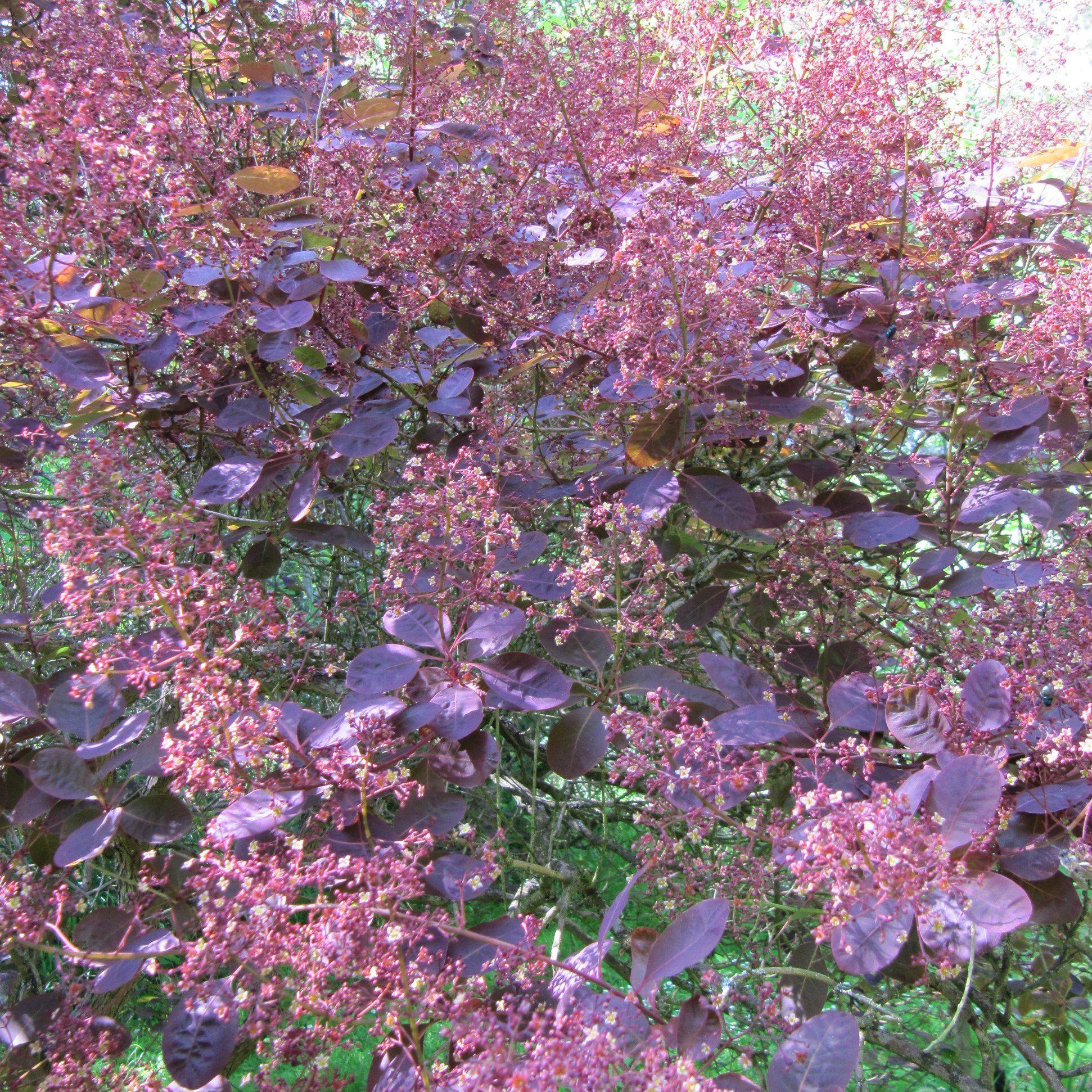 Cotinus coggygria 'Royal Purple'  - Royal Purple Smoke Tree