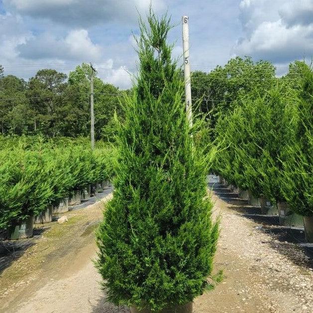 Juniperus chinensis 'Hetzii Columnaris'  - Green Columnar Juniper