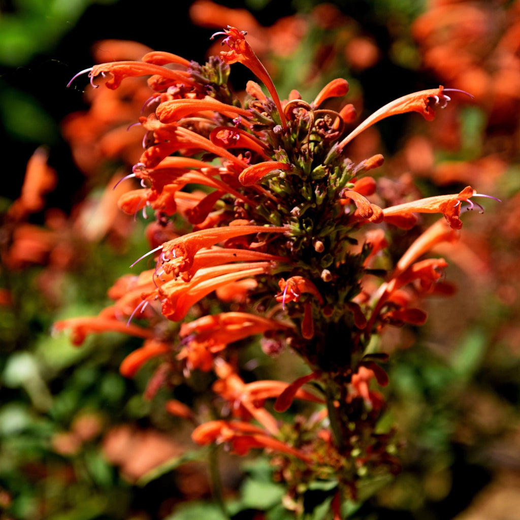 Humming Mint Agastache ‘Kudos Mandarin’ - Kudos™ Mandarin Hummingbird Mint, Hyssop ...
