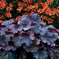 Heuchera 'TNHEUNEB'  - Northern Exposure™ Black Heuchera