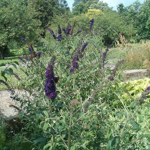 Buddleia 'Black Knight'  - Black Knight Butterfly Bush