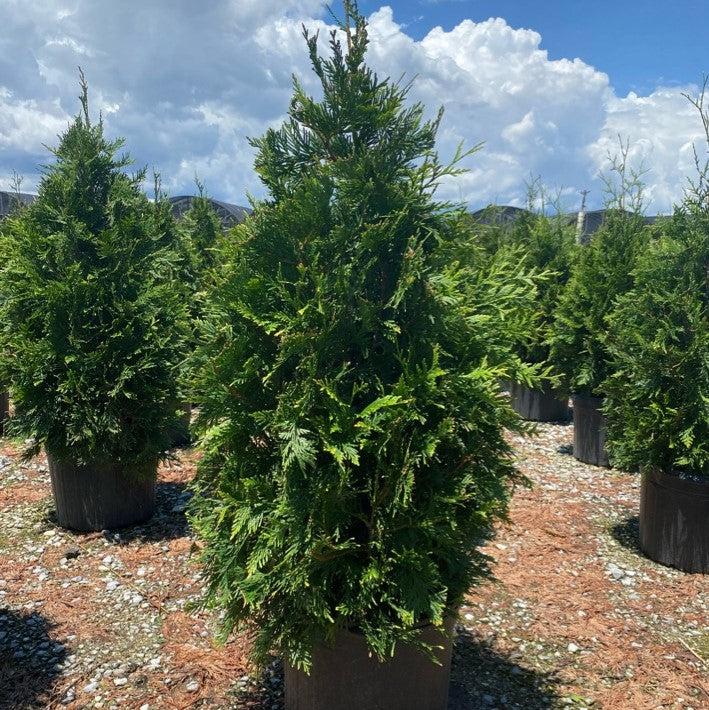 Thuja standishii x plicata 'Green Giant'  - Green Giant Arborvitae