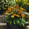 Echinacea 'PAS1303304'  - Artisan™ Yellow Ombre Coneflower