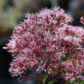 Eutrochium maculatum 'Gateway'  - Gateway Joe Pye Weed