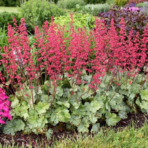 Heuchera 'Dolce Spearmint' PP31281  - Dolce® Spearmint Heuchera