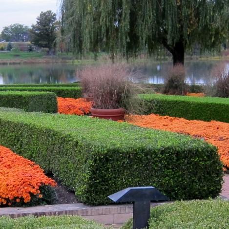 Buxus microphylla var. japonica 'Winter Gem'  - Winter Gem Boxwood