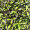 Weigela florida 'SMNWFBGV' PP34,297  - PW® Vinho Verde® Weigela