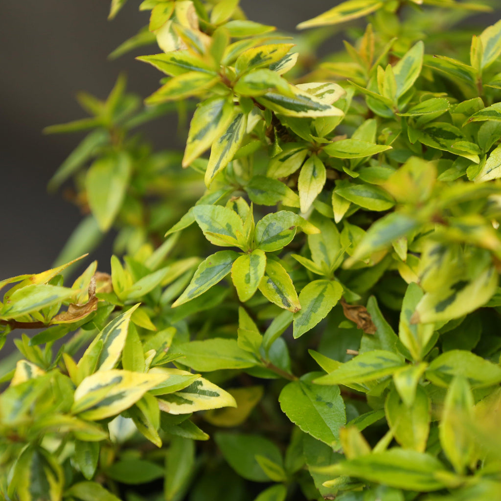 Abelia x grandiflora 'Kaleidoscope'  - Kaleidoscope Abelia