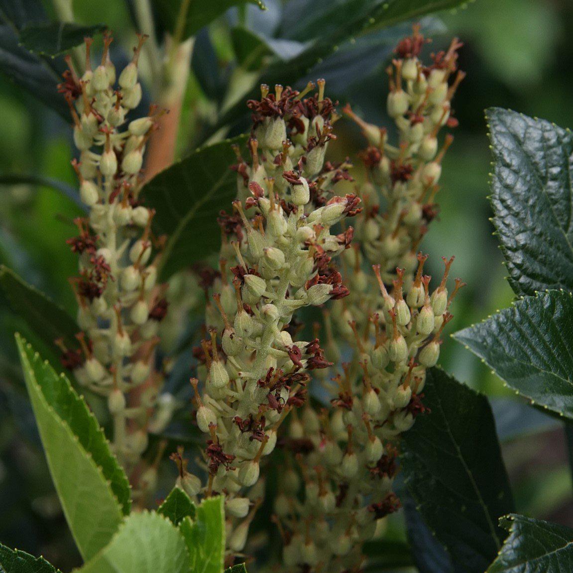 Clethra alnifolia 'Sixteen Candles'  - Sixteen Candles Summersweet