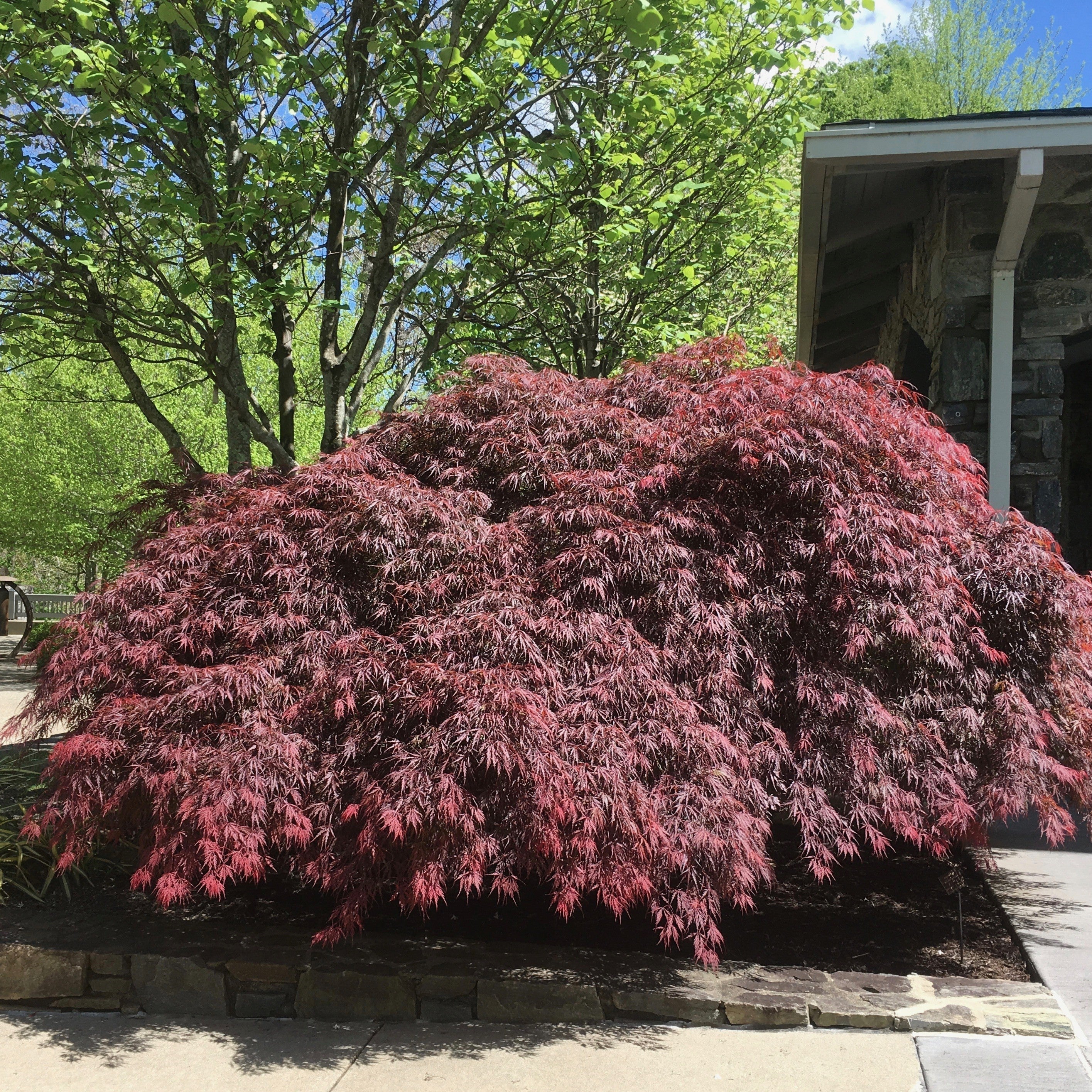 Acer palmatum var. dissectum 'Tamukeyama'  - Tamukeyama Japanese Maple