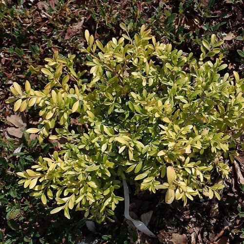 Buxus microphylla 'Tide Hill'  - Tide Hill Boxwood