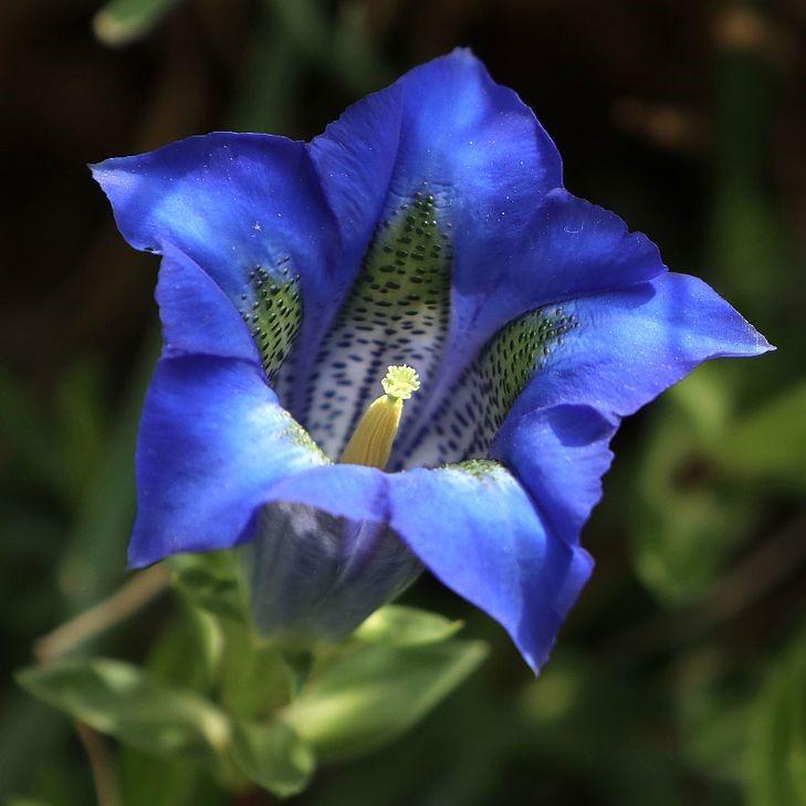 Gentiana 'True Blue'  - True Blue Gentian