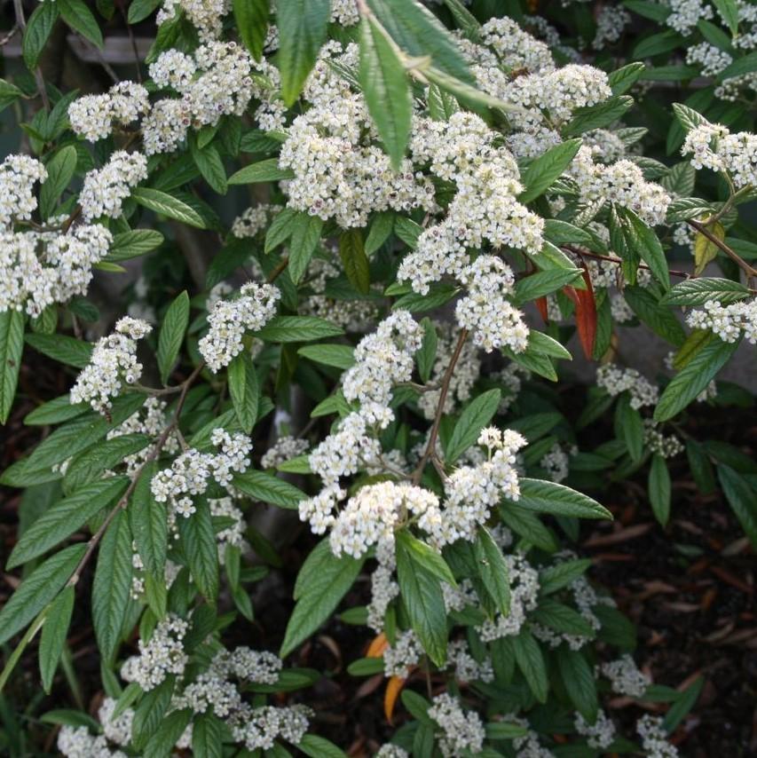 Cotoneaster sal. 'Repandens'  - Willowleaf Cotoneaster