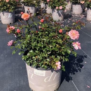 Rosa 'Meimirrot' PP#23,354  - Apricot Drift® Rose