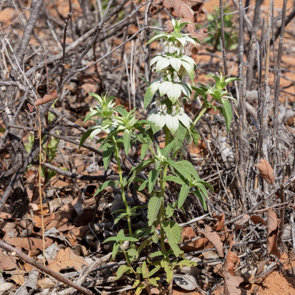 Monarda punctata  - Spotted Beebalm